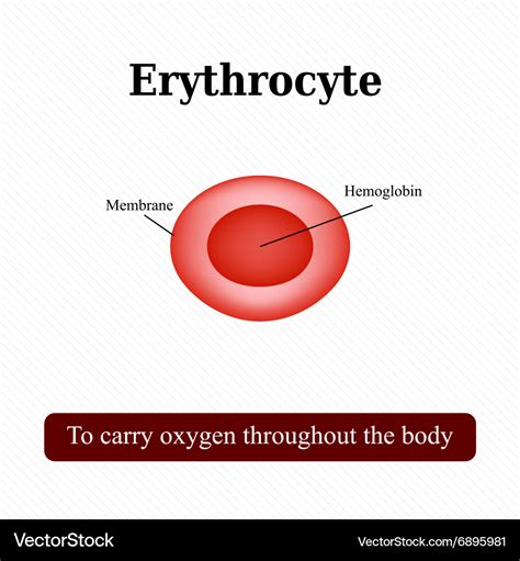 The structure red blood cell erythrocyte Vector Image