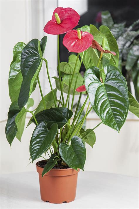 Anthurium plant care is relatively straightforward and repotting ...