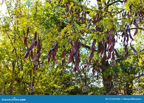 Acacia Pods with Seeds on a Tree Stock Photo - Image of acacia ...