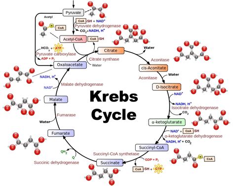 [DIAGRAM] The Krebs Cycle Diagram - MYDIAGRAM.ONLINE