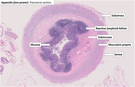 Appendix – Normal Histology – NUS Pathweb :: NUS Pathweb