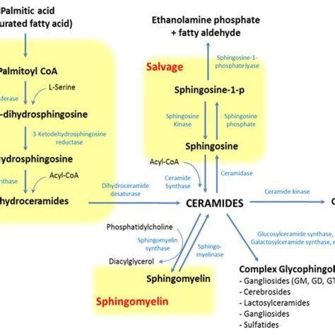 | General sphingolipid structure. Sphingolipids are composed of a ...