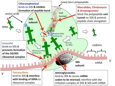 Protein Synthesis Inhibitors- Definition, Examples, Inhibition, Resistance