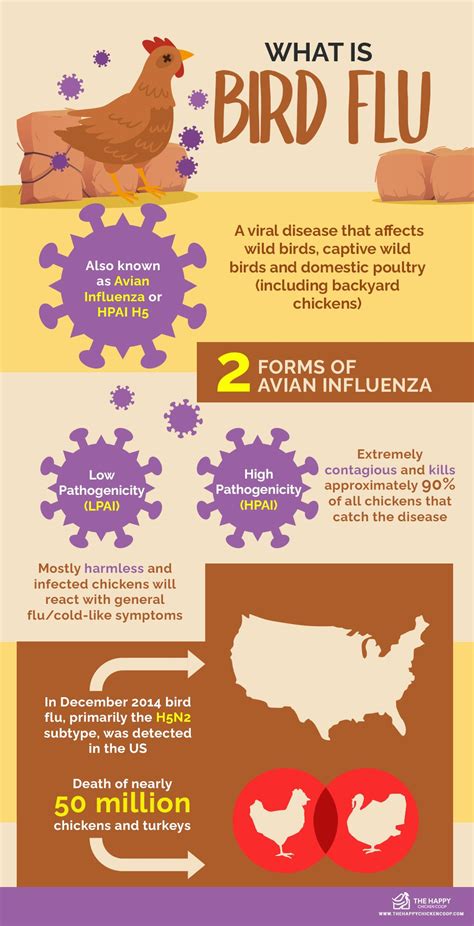 Bird Flu Symptoms In Poultry