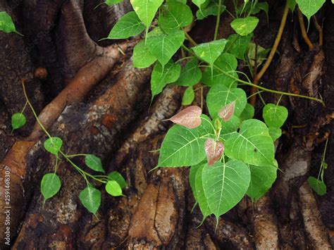 Bodhi Leaf from the Bodhi tree Stock Photo | Adobe Stock