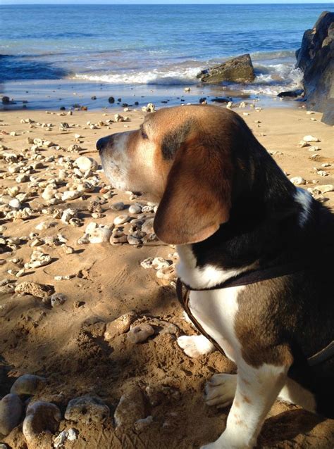 14 best "Oliver" the Beagle images on Pinterest | Beagle, Beagles and ...