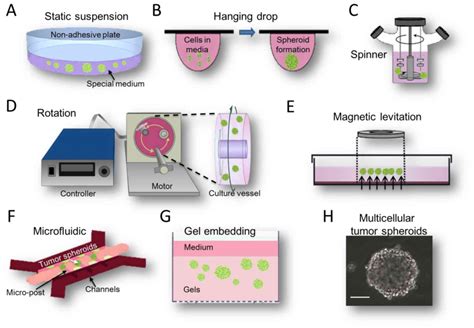 Three‑dimensional cell culture: A powerful tool in tumor research and ...