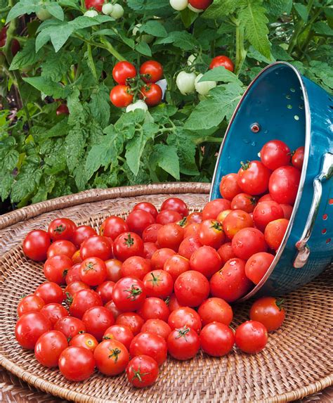 Husky Cherry Red Tomato: Super Sweet, Vigorous Grower