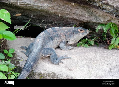 fat lizard that is not an iguana Stock Photo - Alamy