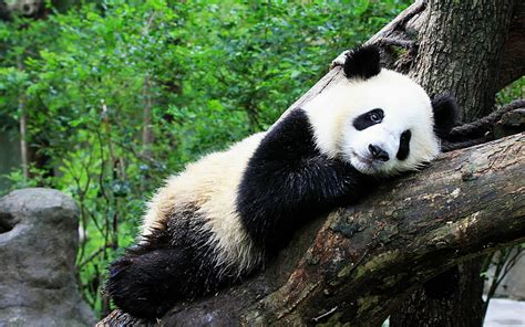 HD wallpaper: Cute Chinese panda photography HD wallpaper 09, animal ...