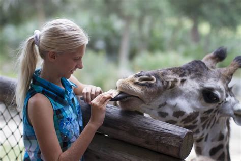 Giraffe Feeding Experience | Brevard Zoo