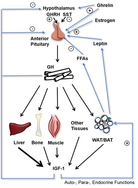 Regulation of growth hormone (GH) and Insulin-like growth factor ...