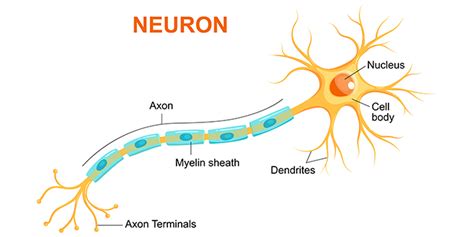 What is (NGF) Nerve Growth Factor?