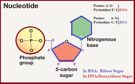 Nucleotide | What is a nucleotide - Javatpoint