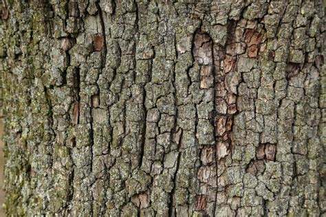 Bark of a pear tree stock image. Image of green, sunshine - 187323