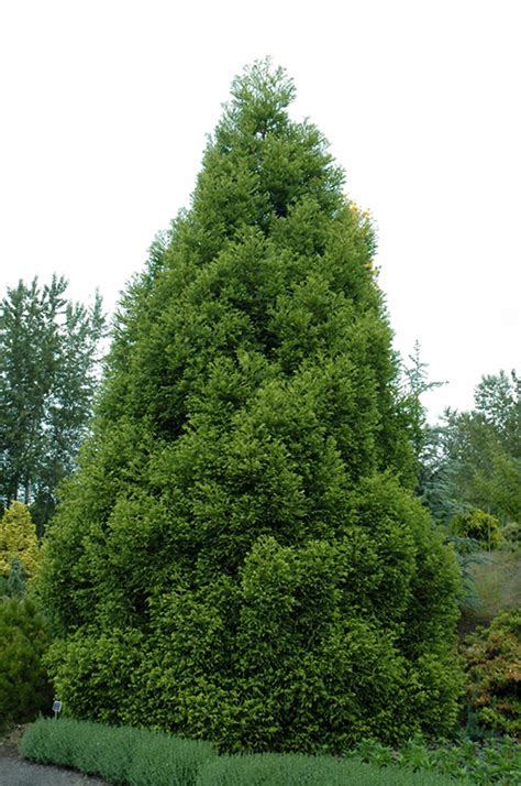 Japanese Cedar (Cryptomeria) Facts, Distribution, Cultivars ...