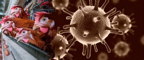 Could Avian Flu Lead to the Next Pandemic? Insights and Risks