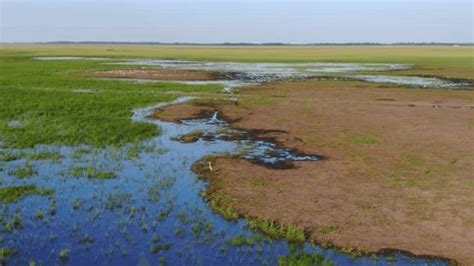 Marshy Flooded Area Unique Ecosystem Rich Stock Footage Video (100% ...