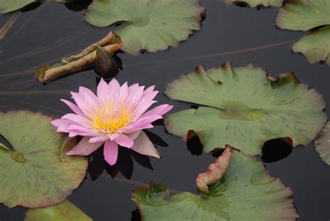 Birds and Barbells: Water lily Pond