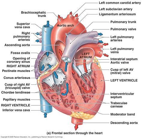 Thu. - May 5, 2011 - Anatomy Physiology | Anatomy and physiology, Heart ...