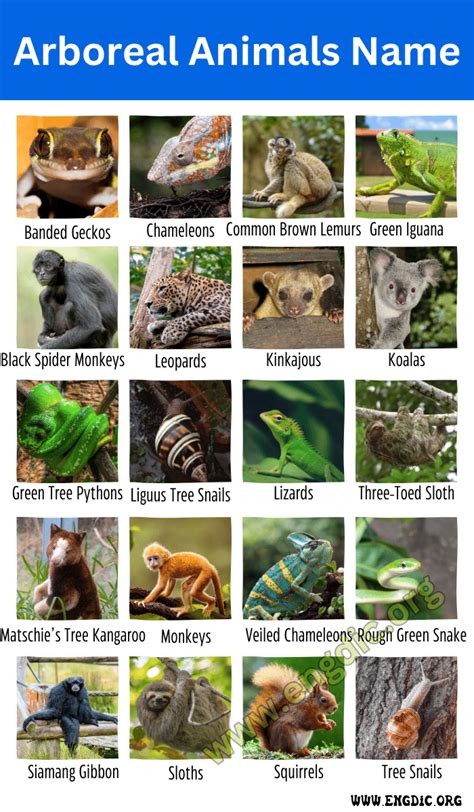 Arboreal Animals Images