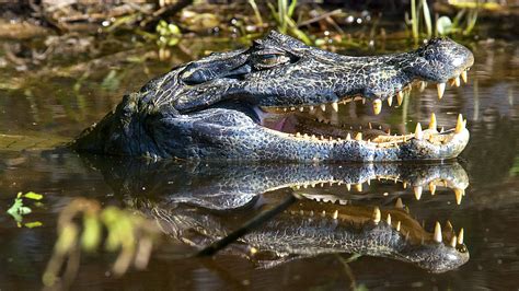 Exotic species in the Amazon rainforest – reptiles - CGTN