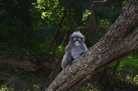 10 Most Remarkable Animals in Thailand