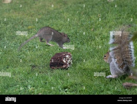 Grey squirrel and rat fight over food a chocolate birthday cake Stock ...