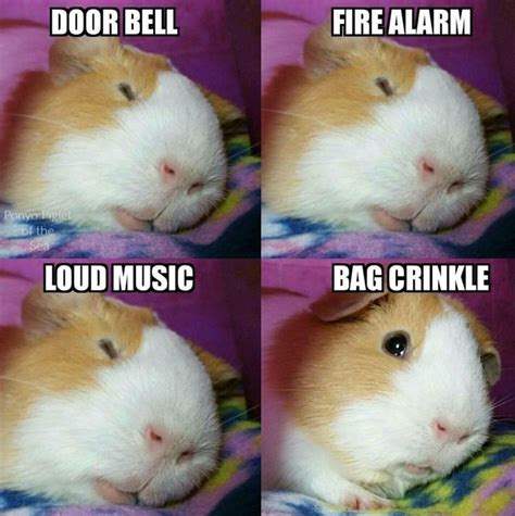 42 best Guinea Pig Meme Board images on Pinterest | Guinea pigs, Pigs ...