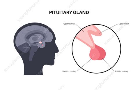 Pituitary gland anatomy, illustration - Stock Image - F036/3716 ...