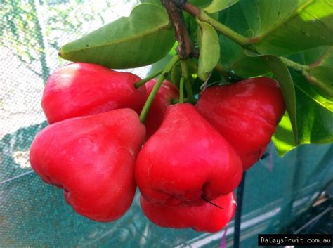 Wax Jambu Red Tree - Syzygium samarangense