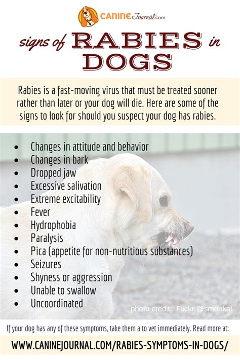 Rabies Symptoms In Dogs: Signs It's Time To See A Vet | Vet medicine ...