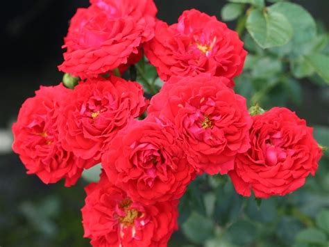 Patio Rose Dwarf Fairy | Buy Online | Ashwood Nurseries