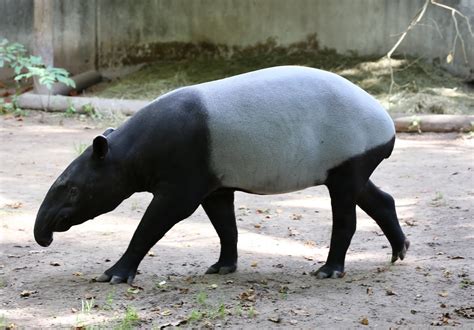 Tapirs facts, habitat, diet & different species of Tapir animal