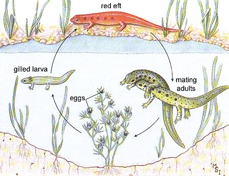 Newt - Facts, Habitat, Life Cycle, Adaptations and Pictures