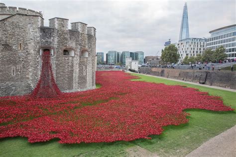 Tower of London Poppies - Mirror Online