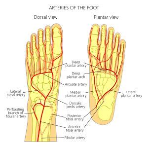 Basic Foot and Ankle Anatomy - Neural and Vascular - Physiopedia