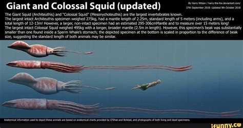 Giant and Colossal Squid (updated) The Giant Squid (Architeuthis) and ...