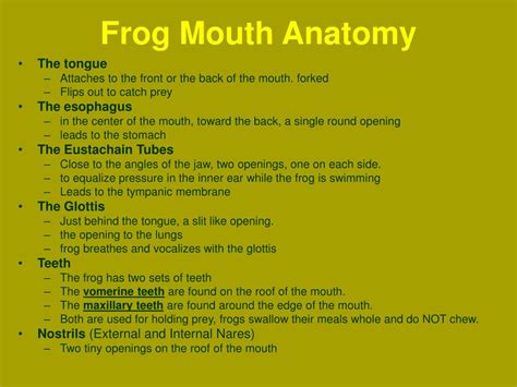 PPT - Frog External Anatomy PowerPoint Presentation, free download - ID ...