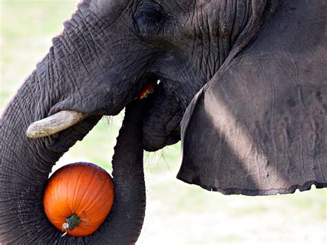 African Elephants Eating