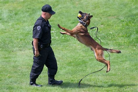 Belgian Malinois Police Dogs