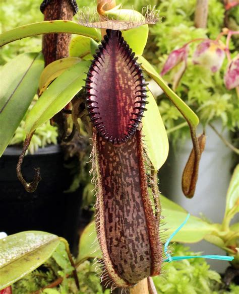 Free photo: Tropical Pitcher Plants - Carnivorous, Flower, Pitcher ...