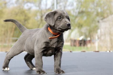 Silver Lab Dog Breed: Info, Pictures, Personality & More | Hepper