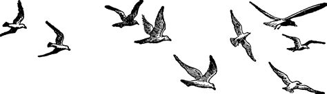 Free Flying Birds Cliparts, Download Free Flying Birds Cliparts png ...