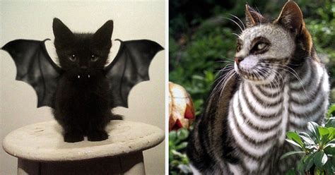 51 Terrifyingly Pawsome Halloween Cat Costumes | Bored Panda