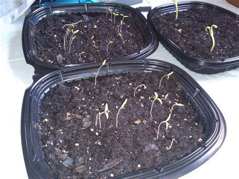 Germinating Tomato Seeds Indoors | HubPages