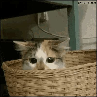 Cat Hiding GIF – Cat Hiding Hide – discover and share GIFs