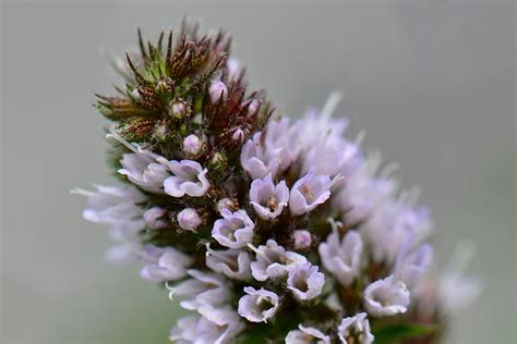 peppermint flower - Google Search | Flowers, Flower food, Flower garden