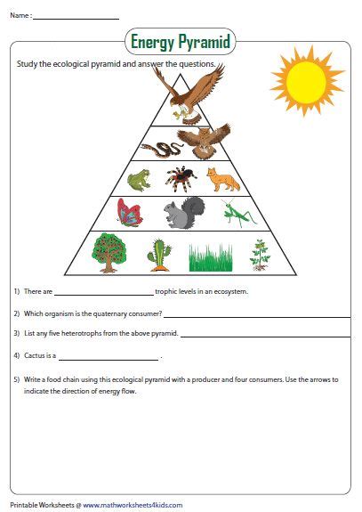 Energy Pyramid Worksheet | Energy pyramid, Ecological pyramid, Biology ...