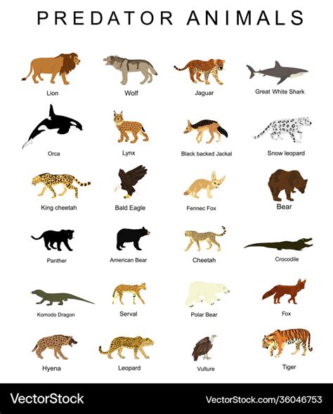 Predator animals set isolated Royalty Free Vector Image